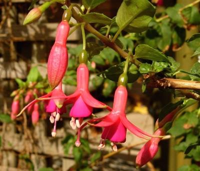 g3/20/410020/3/57494963.Fuchsias.jpg