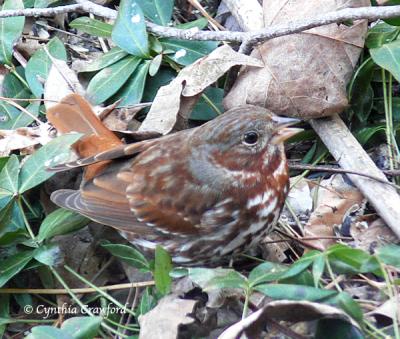 g3/20/410020/3/57998192.foxsparrowweb.jpg