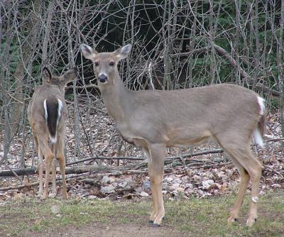 g3/20/410020/3/58017478.WhitetailDeerpotw.jpg