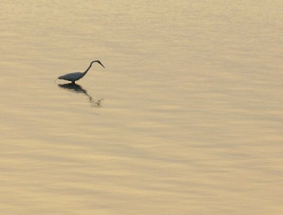 Great Egret