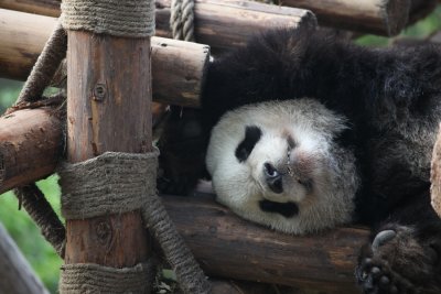 Panda Snooze  (c1x2-040410-24.jpg)