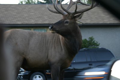 A bull elk chewing grass, shot through the driver side window, Town of  Jasper