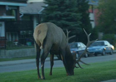 The same bull elk, casually eating grass along Connaught Drive, Jasper