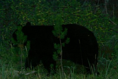 The bear walks away...along Bow Valley Parkway, Banff National Park