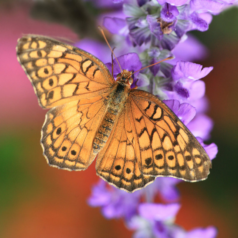 Varigated Fritallary