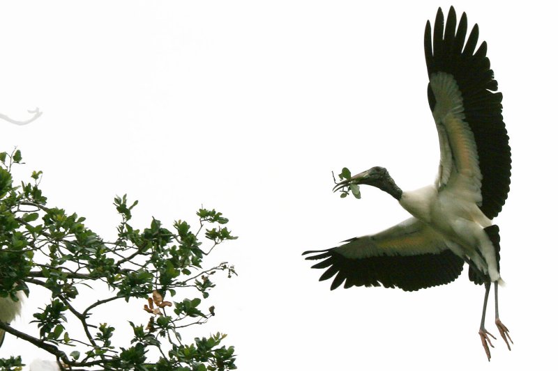 This stork  was building a nest.