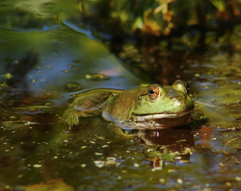 Frog, Brookside Gardens, Wheaton