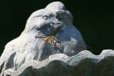 I was intriqued by this dragonfly that landed on the tiny birdfeeder