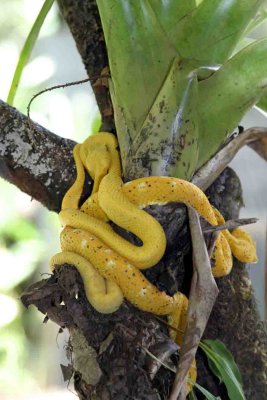 Costa Rican snake