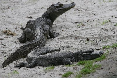 I didn't pay much attention to the alligators below the boardwalk, but these little guys made me stop to take a peek.