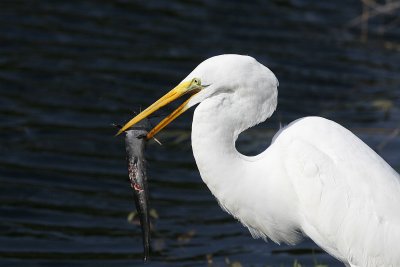 At Shark Valley, Everglades, I found an egret that snagged an excellent lunch.