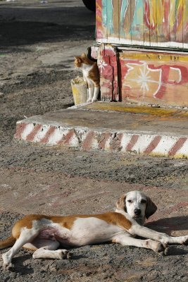 Feral dogs were everywhere in Antigua