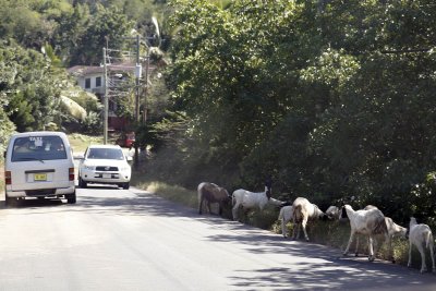 Slim streets, goats, and driving on the left in Antigua - such fun!
