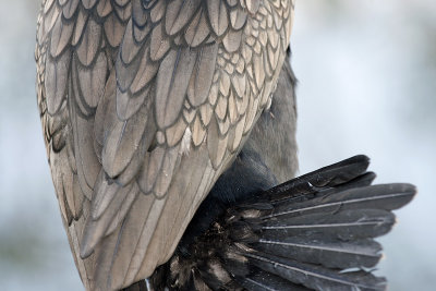 Anhinga's back