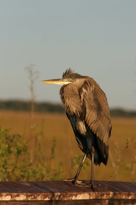 GBH, dawn, Anhinga Trail