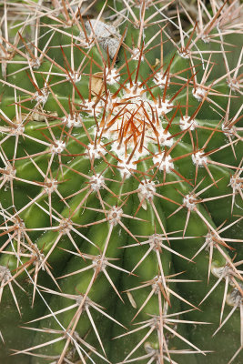 Turks head cactus at Baths, Virgin Gorda