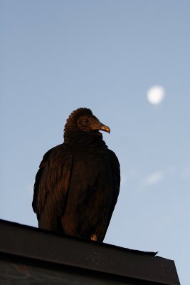 Vulture, early morning, Anhinga Trail, Everglades