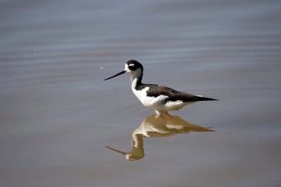 Black neck stilt at a pond in St. Barts