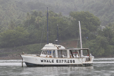 Samana is world famous for its whale tours in Feb. and March