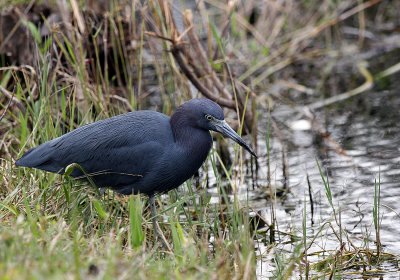 Little blue heron