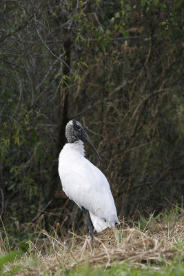 Wood stork