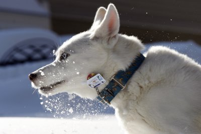 Allie during a snow storm, winter 2009