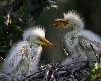 In St. Augustine there's a wonderful alligator farm that has as many birds as alligators.