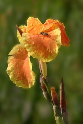 Brookside Gardens