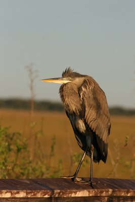 I love great blue herons!  This one was on the Anhinga Trail, Everglades, at sunrise.