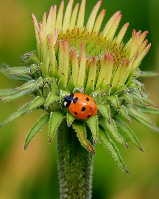 And a ladybug on a flower