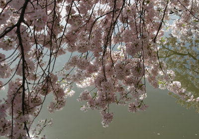Cherry blossoms and green water.  (Thanks, Hap & Nan, for dragging us down to see the blossoms!)