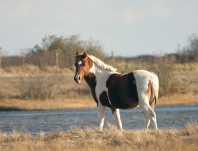 Chincoteague, VA - I love the wild horses!
