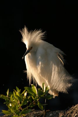 Egret, Florida