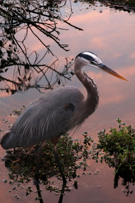 I have always loved the Anhinga Trail, even if there are no birds.  This time there were birds.