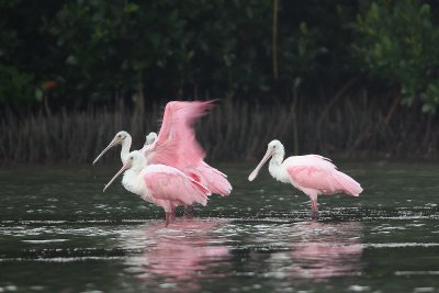 I finally got to Little Estero Lagoon to photograph birds, incl. Florida's special birds (spoonbills)