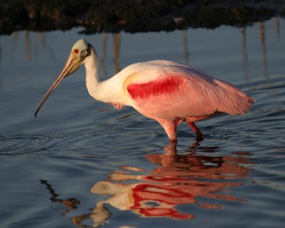 Spoonie at sunset - and no, I didn't use Photoshop to enhance the colors!