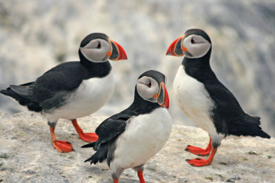 Machias Seal Island, Canada - home to Atlantic Puffins