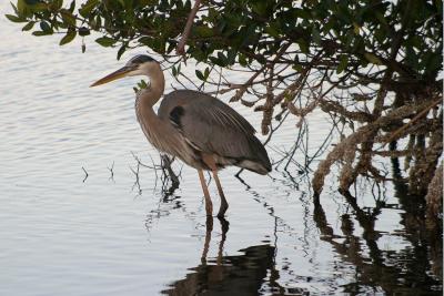 GBH in the mangroves, L Pond, Merritt