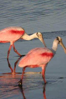 Pair of spoonbills