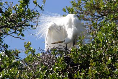g3/20/470720/3/58080278.egretpreen66124.6MR.jpg