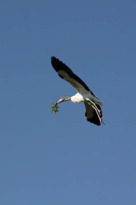 Stork with nesting stuff