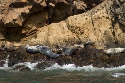 Seals at Yuerba Buena