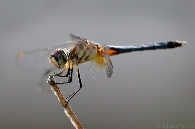 Dragonfly