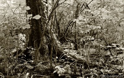 In The Swamp