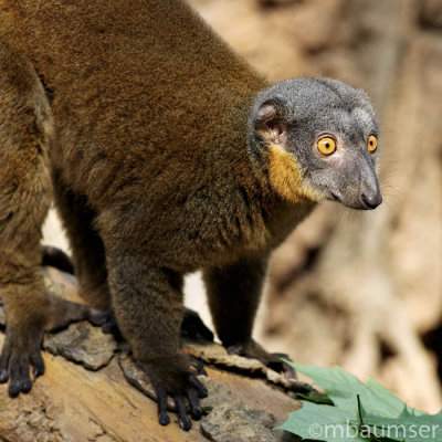 Collared Lemur