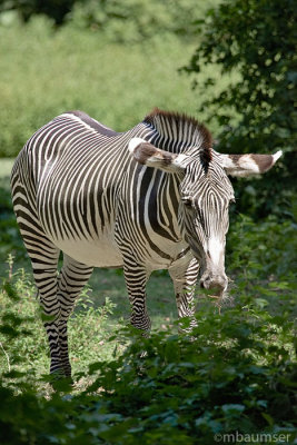 Zebra