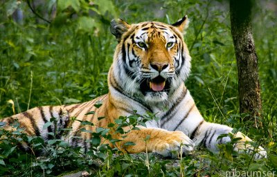 Bengal Tiger