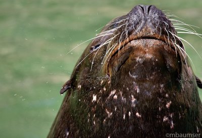 Sea Lion