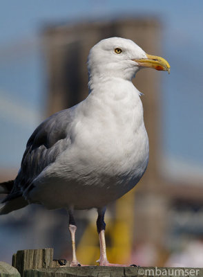 Herring Gull