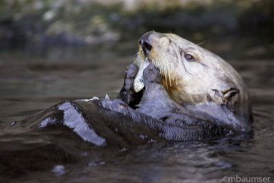 California Sea Otter